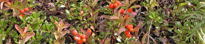 Pumpkin berries and low-bush cranberries at Wellwood Center, Alaska, one of the places on Planet Earth worth saving